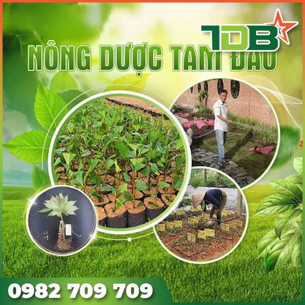 Phim phóng sự tài liệu trồng cây dược liệu